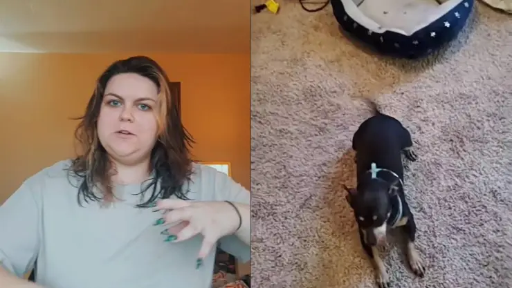 ¡No es bilingüe! Mujer “reclama” que su perro adoptado no entiende inglés y se viraliza