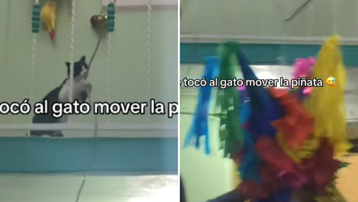 Gatito es captado jalando la piñata.png