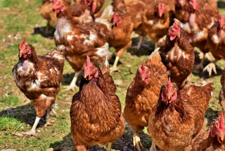 Sacrifican más de 130 mil gallinas por brote de gripe aviar