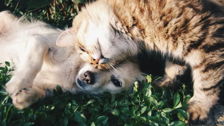 Cómo afecta la pirotecnia en la salud de mi mascota