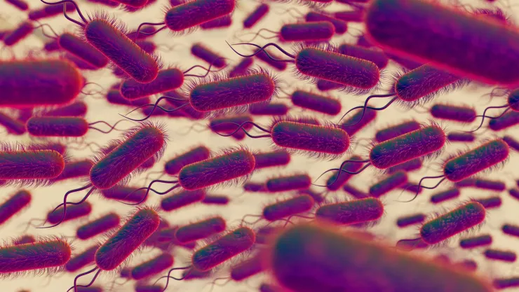 Bacteria carnívora acecha playas de Florida; ya suma cuatro muertes.jpg