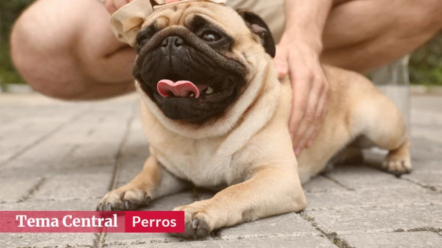 Cómo identificar el golpe de calor en perros y qué hacer Cómo identificar el golpe de calor en perros y qué hacer