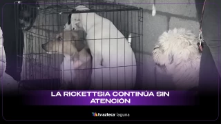 Casos de Rickettsia.jpeg