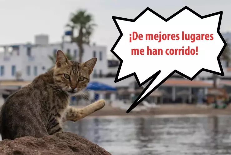 Qatar 2022: Jefe de prensa de Brasil maltrata a gato en la conferencia