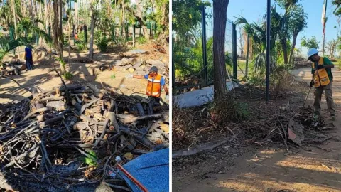 reforestación acapulco