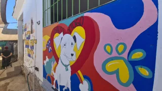 Albergue de perros en Culiacán