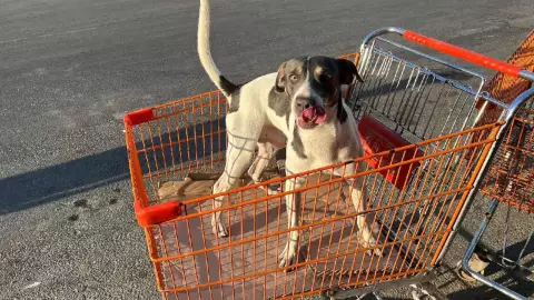 Perro roba miradas en una frutería de Mérida