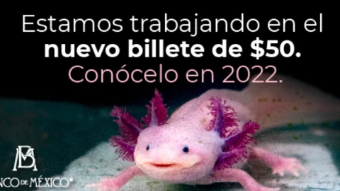 ajolote_billete.jpg