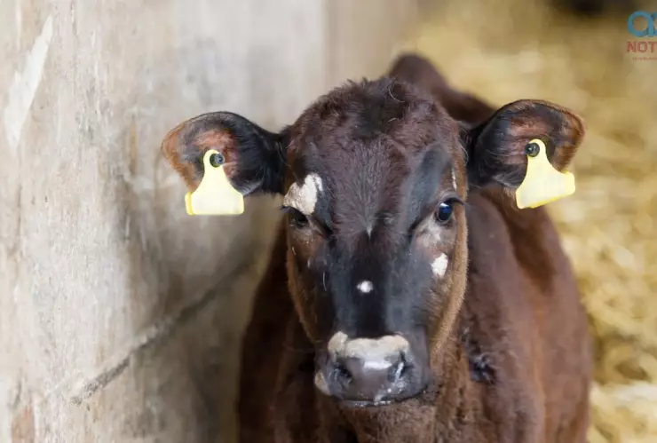 México declara emergencia nacional por gusano barrenador