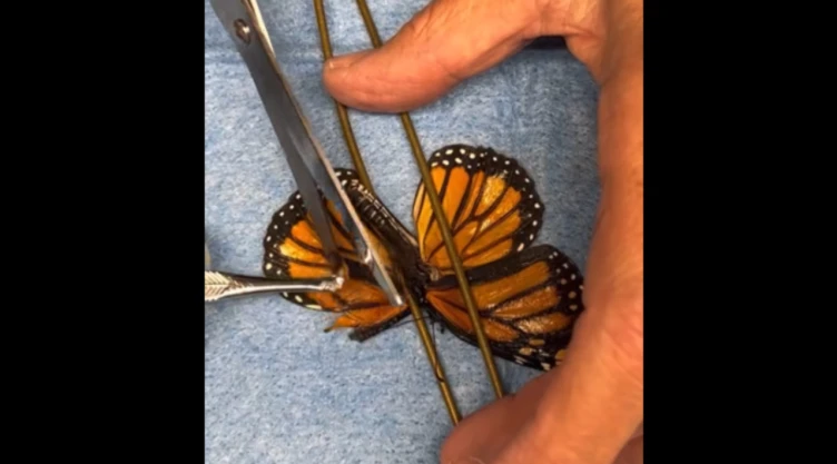 VIDEO: Restauran ala de mariposa monarca.