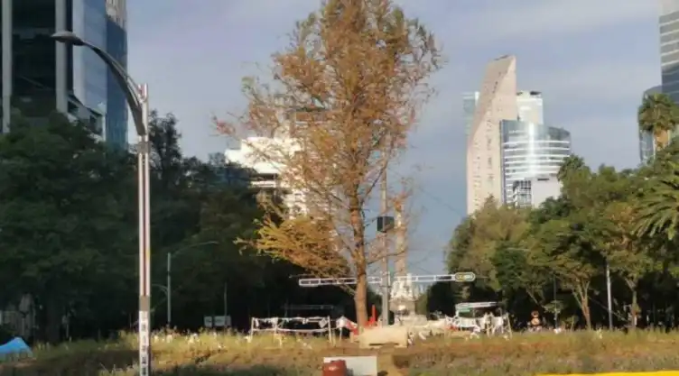 El ahuehuete de Paseo de la Reforma ya no está; la ex glorieta de la Palma luce vacía