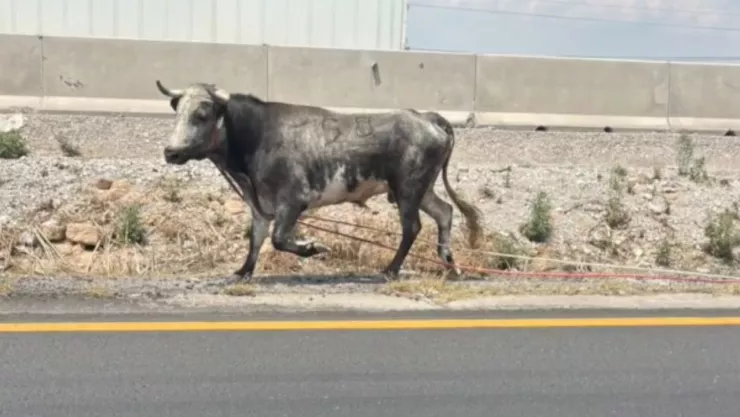 Toro en la México-Querétaro