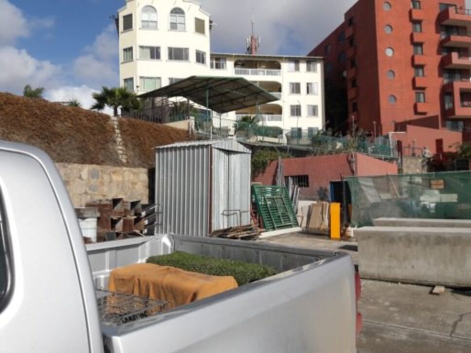 Profepa libera dos ejemplares de zorrillo rescatados en un hotel de BC