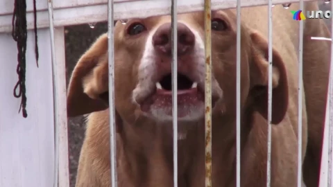 ¿Por qué los perros se vuelven agresivos? Causas y soluciones