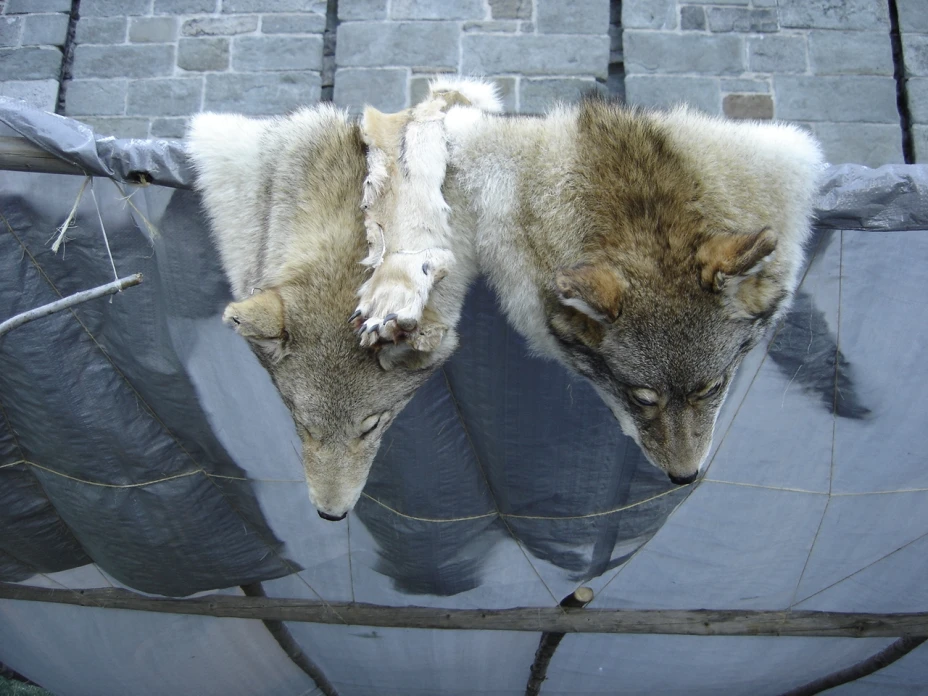 Piel lobo