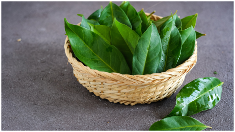 mole hoja de laurel.png