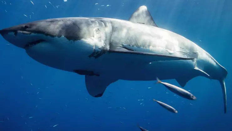 Experto asegura que un tiburón toro fue el que atacó y mató a una mujer en playa de Jalisco