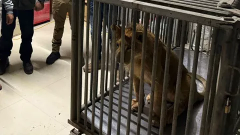 Rescate león en colonia Las Torres, Tijuana ¿Qué le pasó y a dónde lo llevaron?