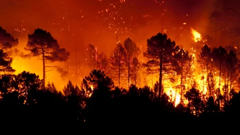 INCENDIOS FORESTALES.jpg