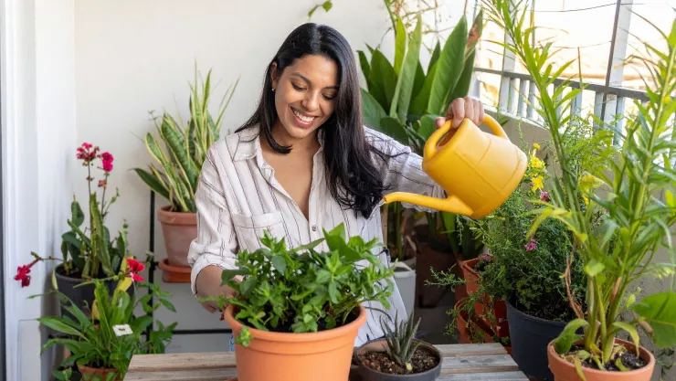 plantas otoño