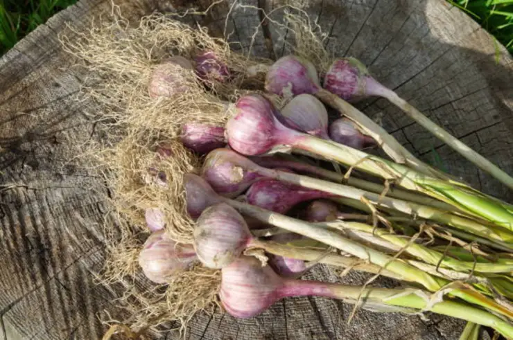Esta planta de ajo puede proteger su jardín