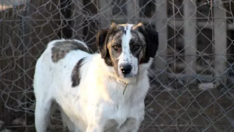 Maestra pude croquetas en lugar de flores en su funeral para donar