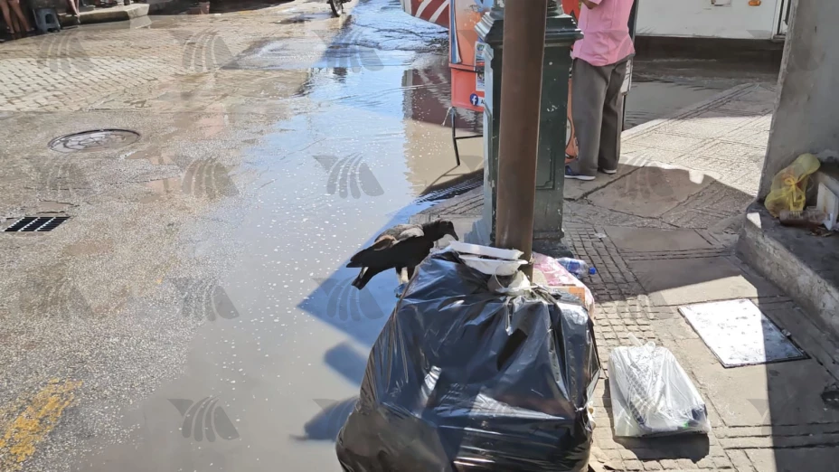 ¿Zopilote en el Mercado San Benito de Mérida?