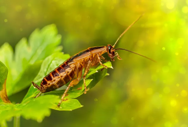 Elimina las cucarachas de la cocina con solo 1 cucharada de az&uacute;car