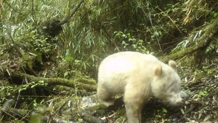 Captan al único panda albino del mundo y así es como luce (VIDEO)