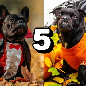 /mascotas/ideas-disfrazar-perro-halloween-sin-riesgo