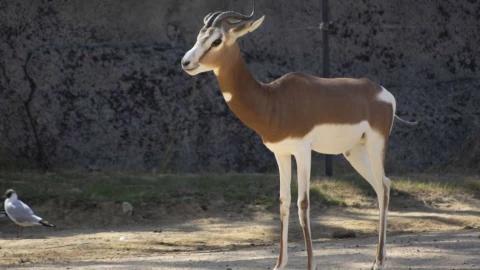 Nacieron dos ejemplares de un animal declarado extinto