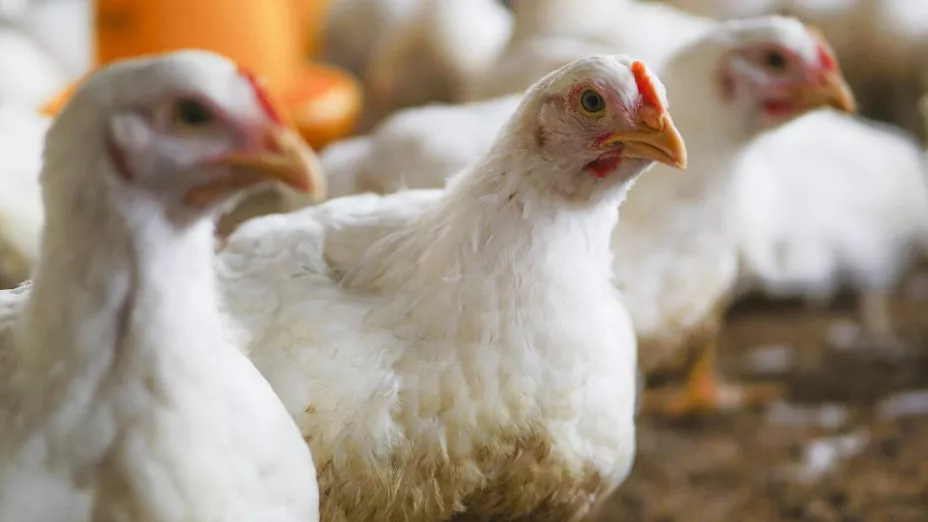 Pollos en granja con gripe aviar