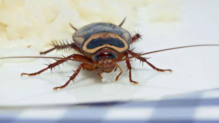 Cucaracha