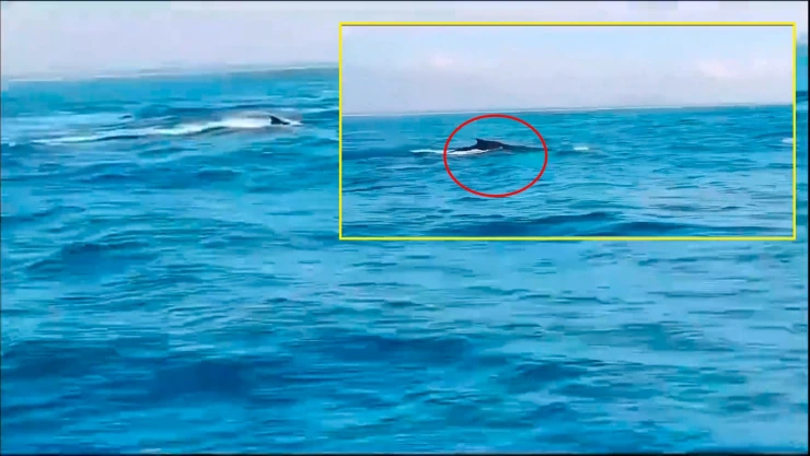 Ballenas en Chiapas