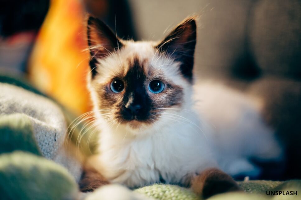 gato extraño virus