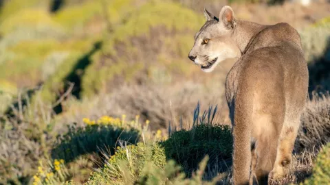 Imagen de un puma recorriendo un parque.