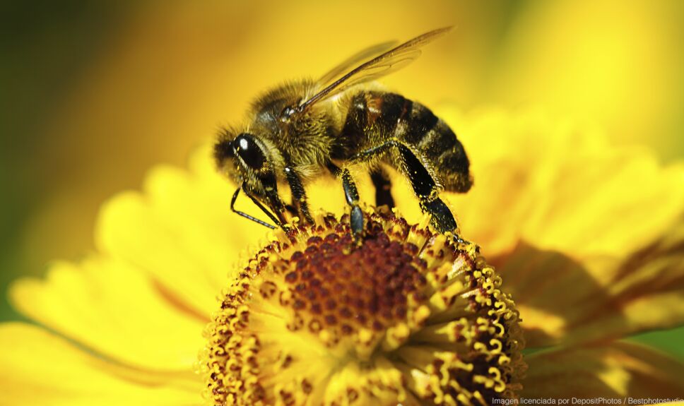 ddc abeja flor