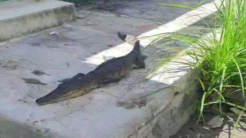 Cocodrilo muerto en las calles de Chetumal