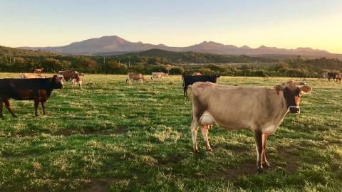 Gusano barrenador en ganado mexicano emiten alerta hoy 2 de diciembre de 2025.jpg