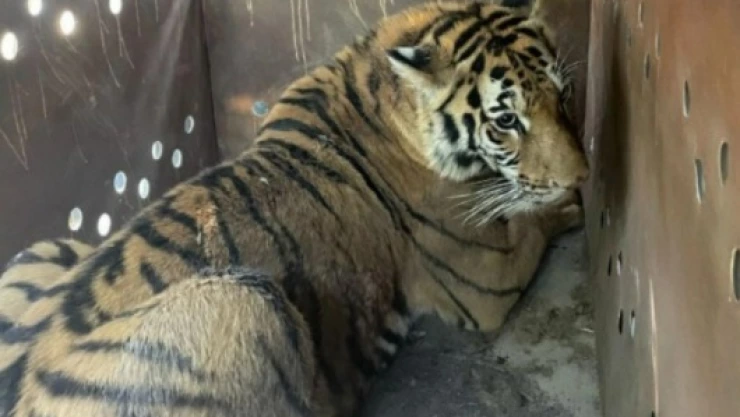 WhatsApp Image 2025-04-09 at 2.52.33 PM.jpeg