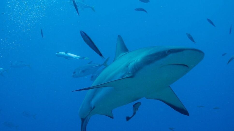 Tiburones, evolución3.jpg