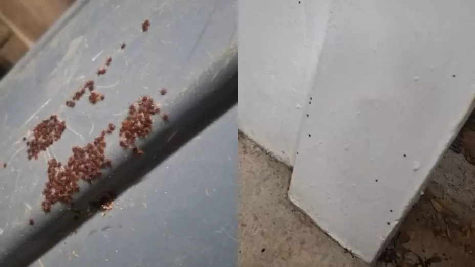 Denuncian infestación de garrapatas en San Fermín, Culiacán