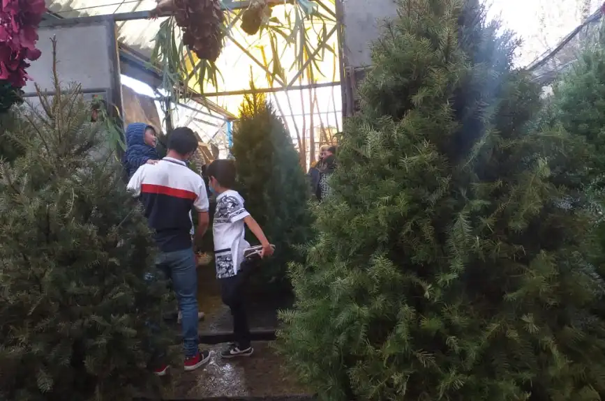En estos mercados de flores puedes encontrar una gran variedad de nochebuenas a buen precio en la CDMX