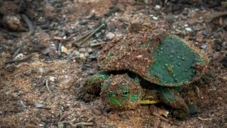 tortugas parque central