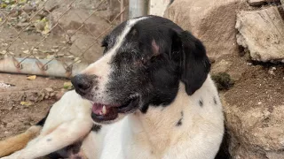 Albergue de perros en Culiacán