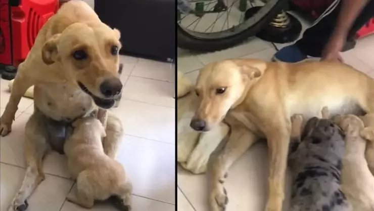 perrita atropellada cachorros.jpg