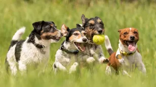  Razas de perro pequeña y grande 