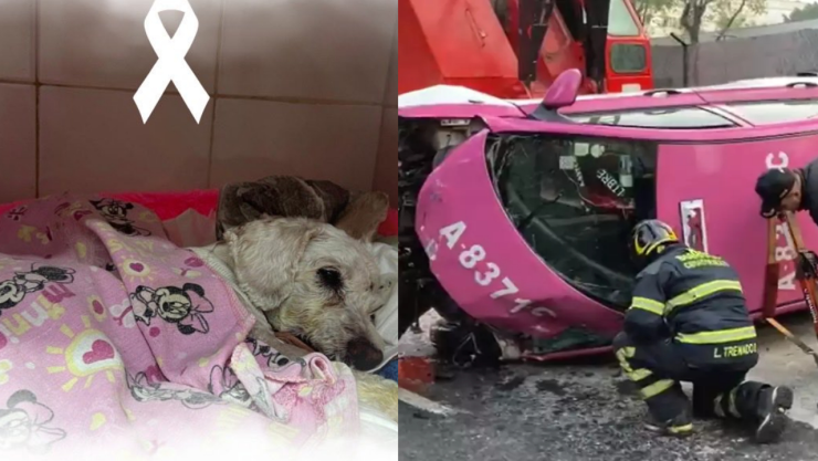 muere-perrito-rescatado-choque-taxi-san-antonio-abad-cdmx