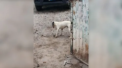 Buscan hogar para Rocko tras asesinato de su dueño en Culiacán