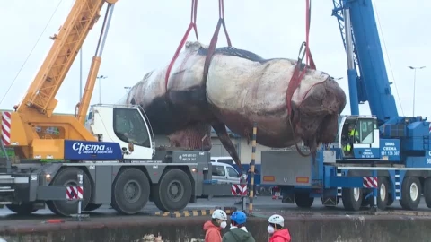 Grúa mueve cadáver de ballena en A coruña, España.